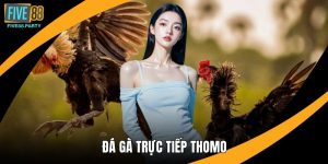 Đá gà Trực tiếp Thomo – Sân Chơi Giải Trí Kịch Tính Tại Five88