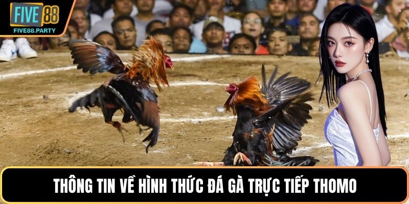 Thông tin về hình thức Đá gà trực tiếp Thomo